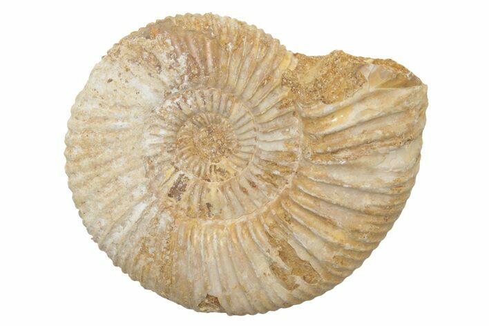 Jurassic Ammonite (Perisphinctes) Fossil - Madagascar #218865